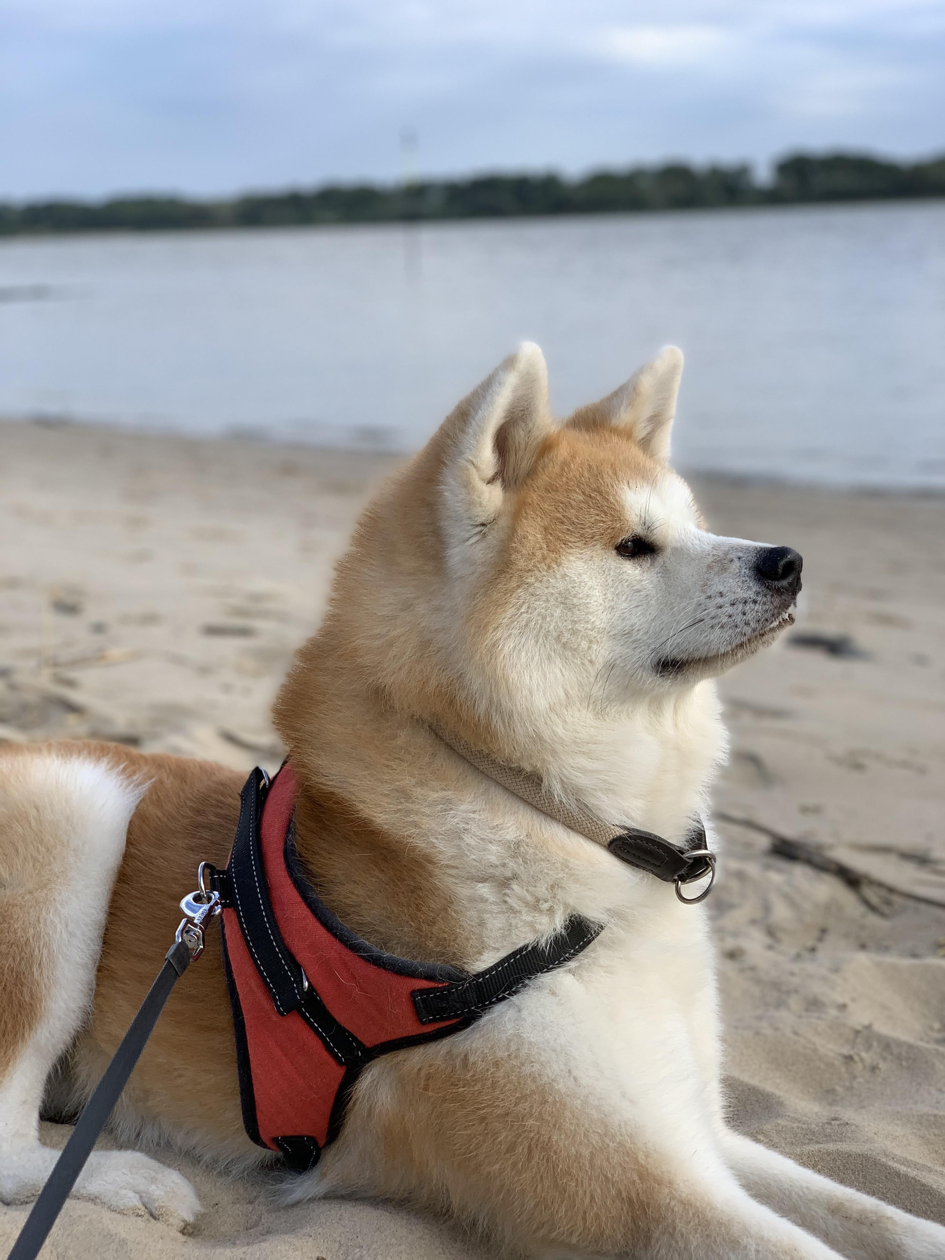 🏖️ 미치카와 해수욕장(미치카와카이스이요쿠조) 이미지 3